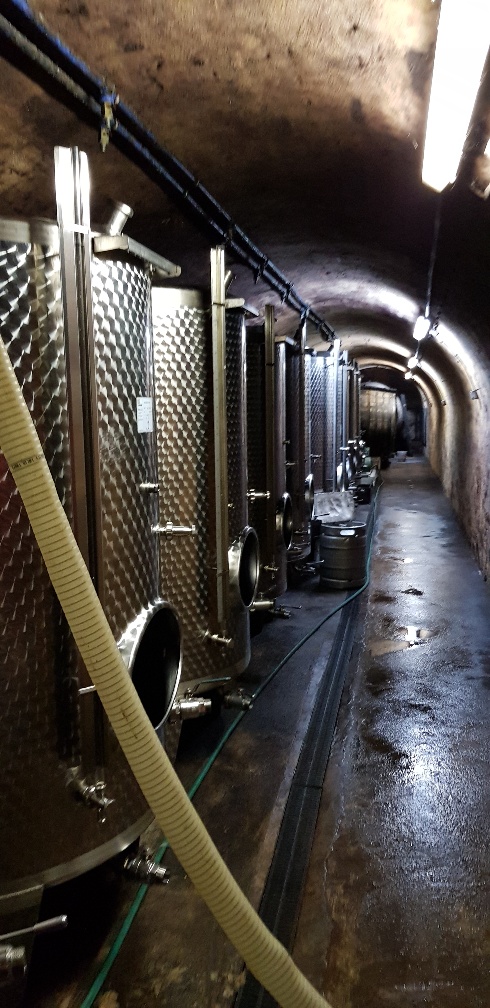 Hier lagert unser Wein unter perfekten Temperaturverhältnissen - konstanten 8 bis 10 Grad Celsius - und wartet nurmehr auf die Abfüllung in die Flaschen.